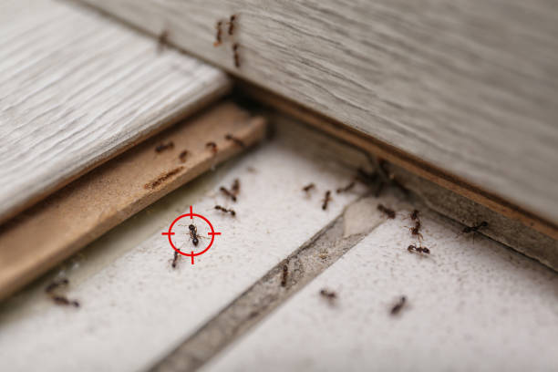 Best Affordable Pest Control Services  in Grand Point, LA