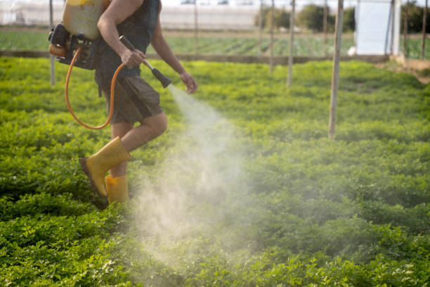 Insect Control in Grand Point, LA