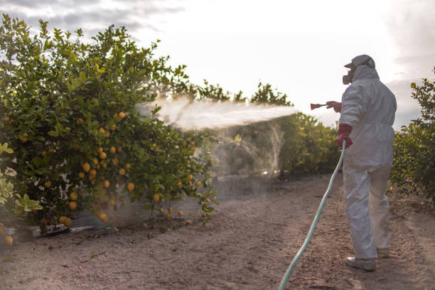 Best Local Pest Control Services  in Grand Point, LA