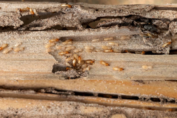 Best Termite Control Services  in Grand Point, LA